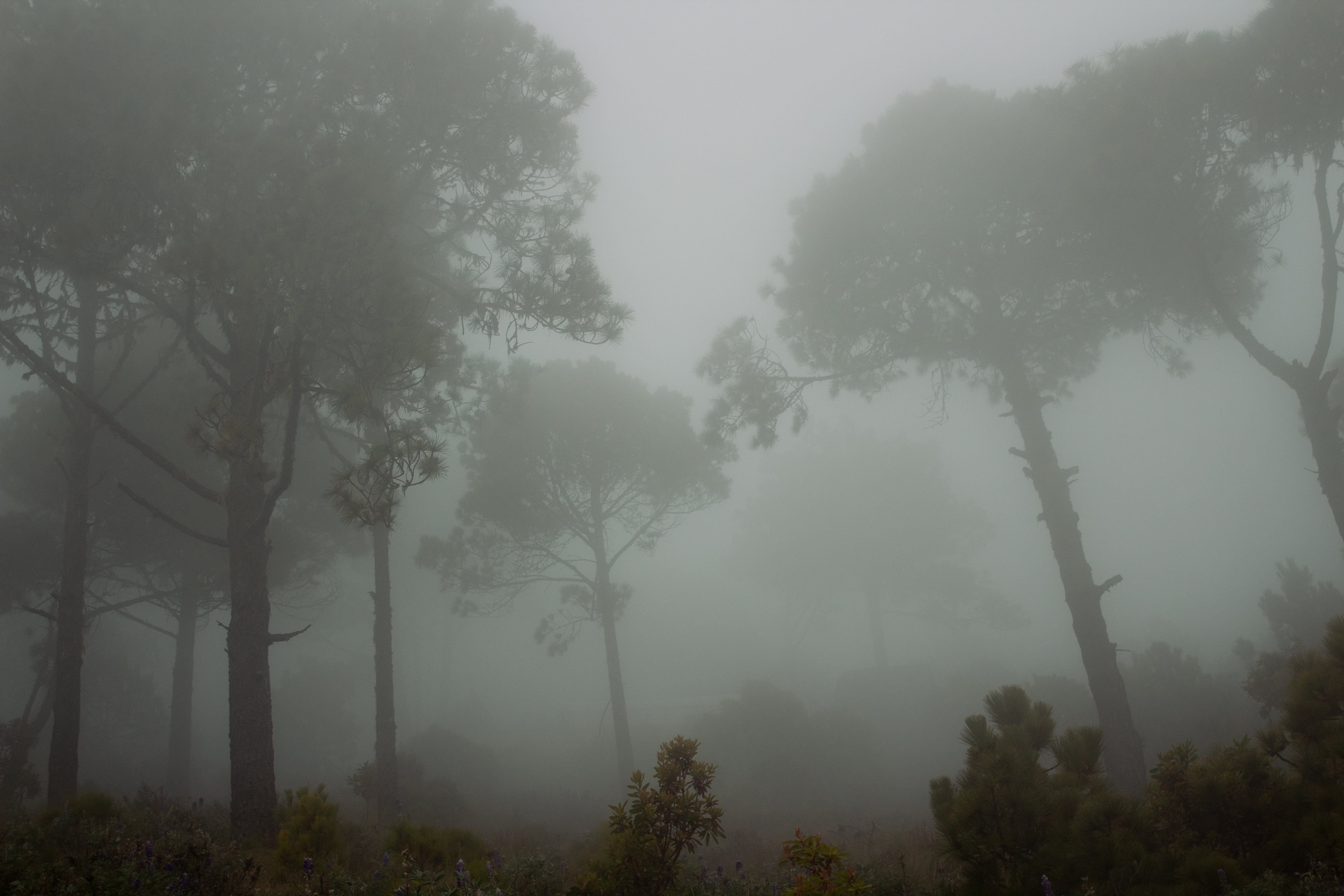 Foggy forest photography shot